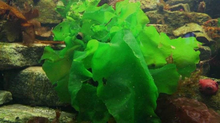 Ульва водоросль