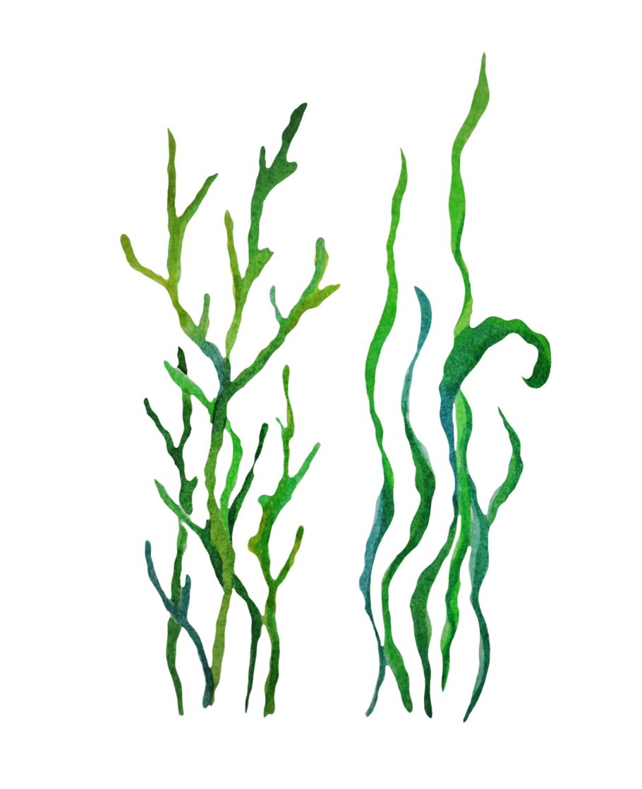 Акварель водоросли ламинарии