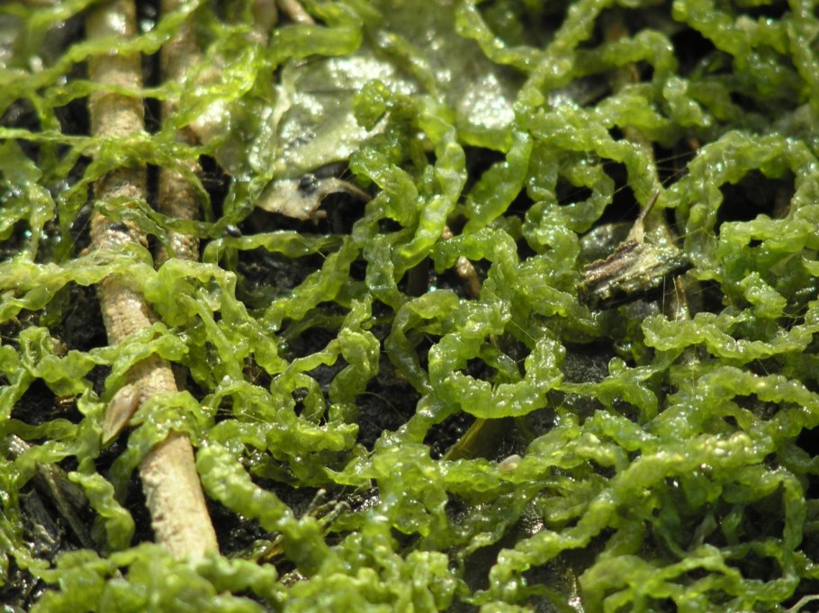 Ulva Lactuca микроскоп