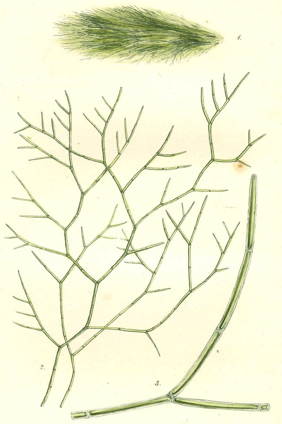 Зеленая ламинария