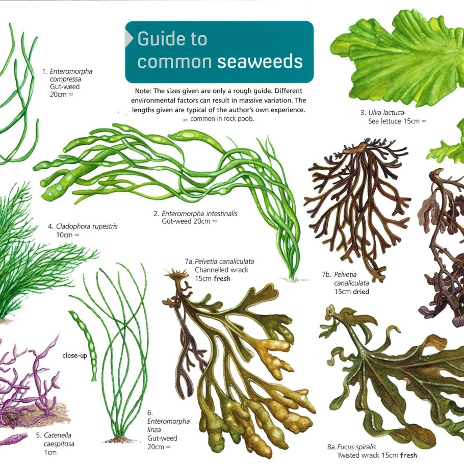 Энтероморфа рисунок