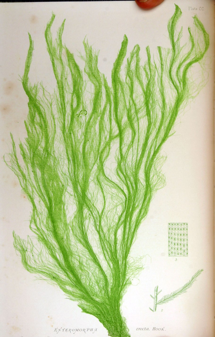 Дюренея водоросль