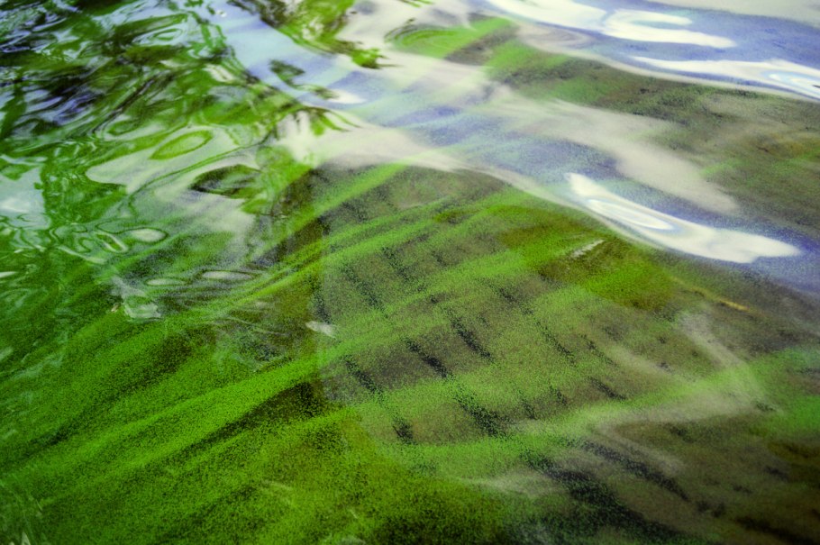 Ulva compressa русский