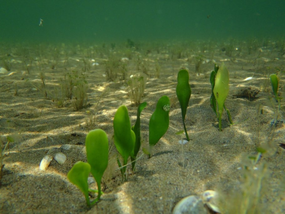 Энтероморфа цикл