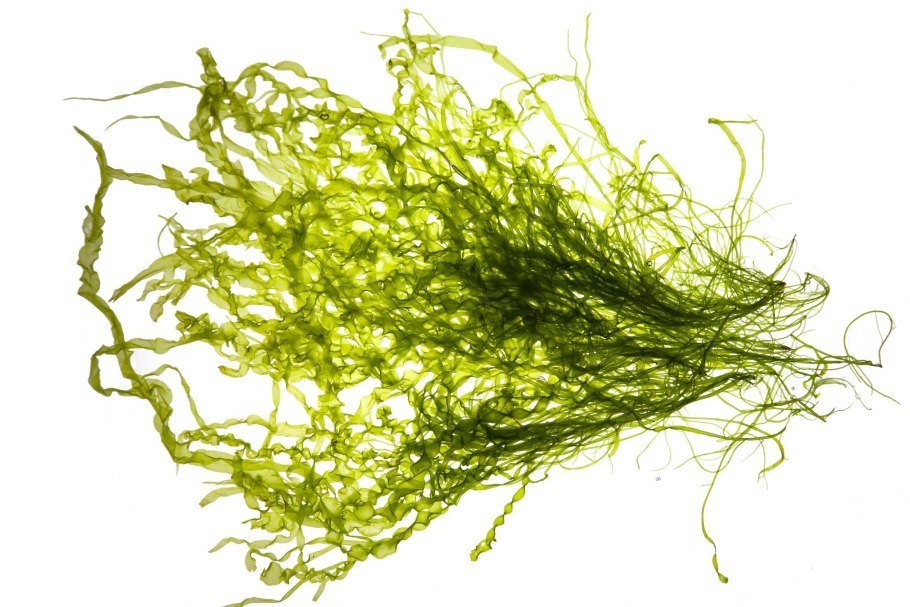 Ulva intestinalis l.