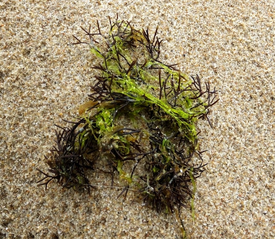 Зелёные водоросли Ульва