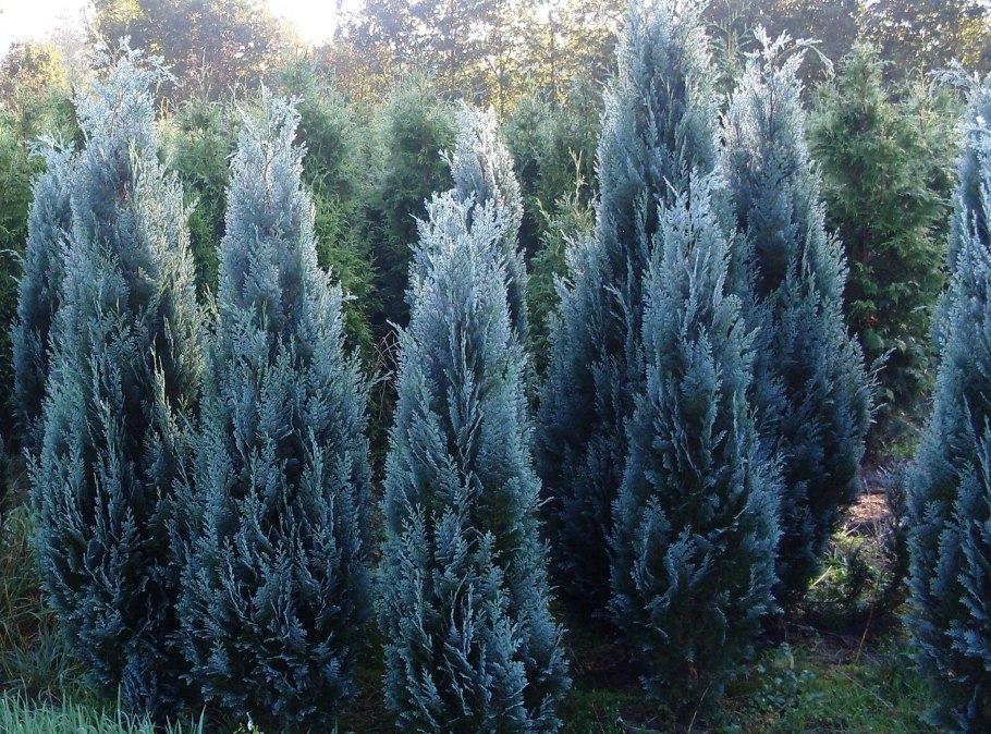 Кипарисовик Лавсона - Chamaecyparis lawsoniana