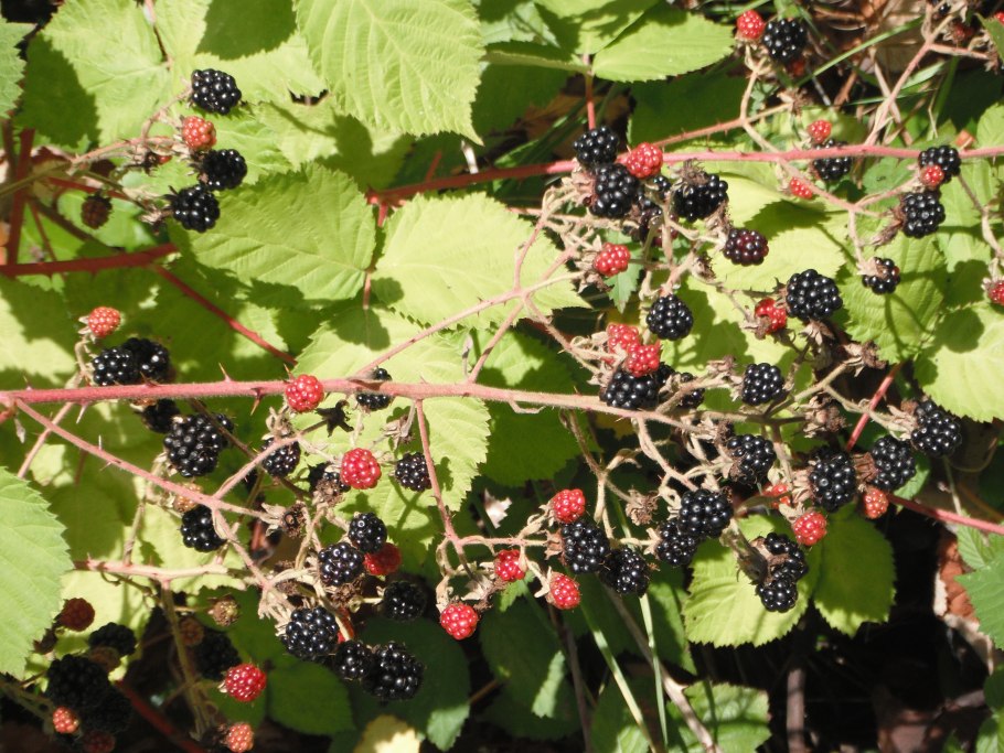 Rubus armeniacus