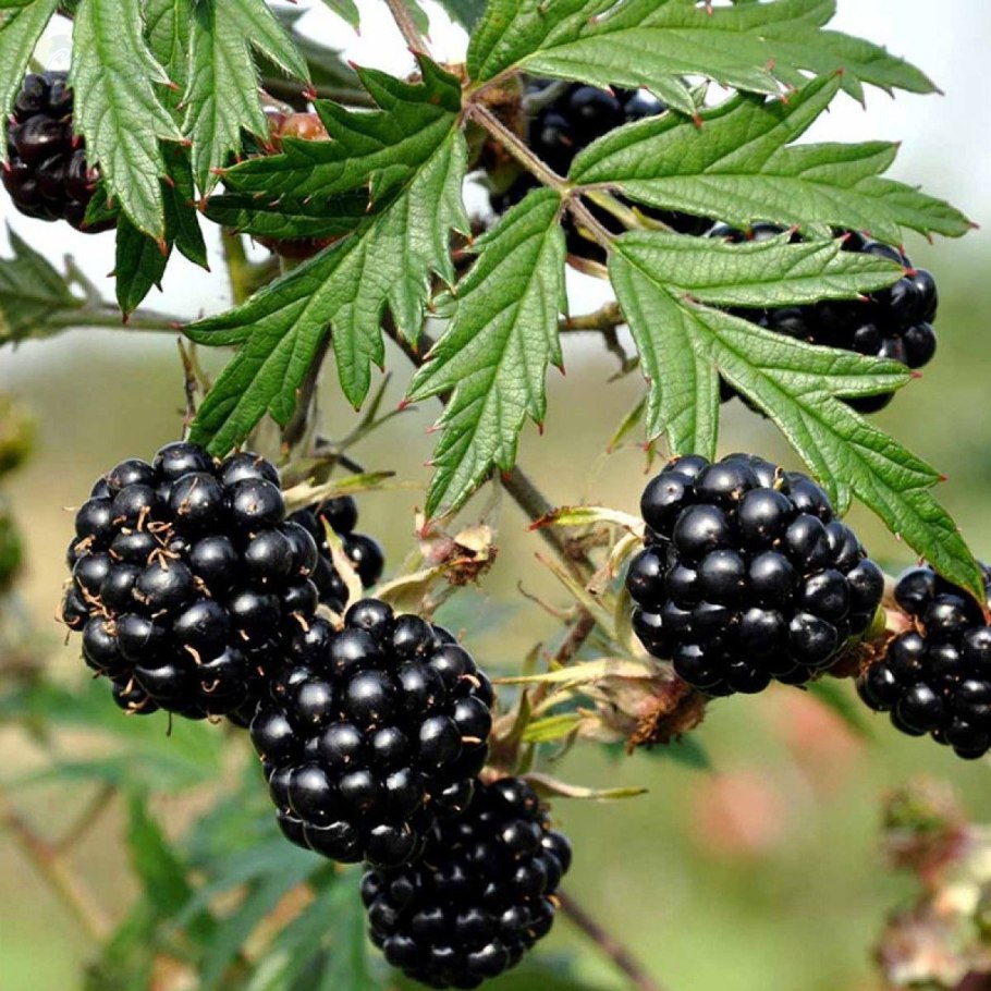 Ежевика гигантская Rubus armeniacus