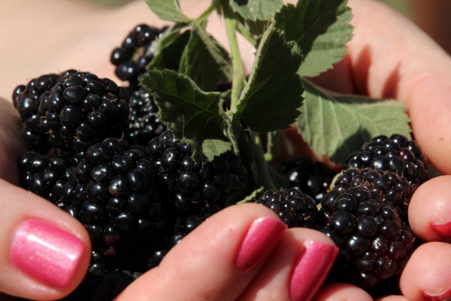 Ежевика Апачи