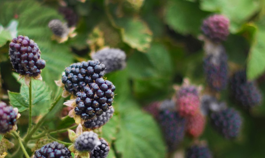 Ежевика Блэк сатин