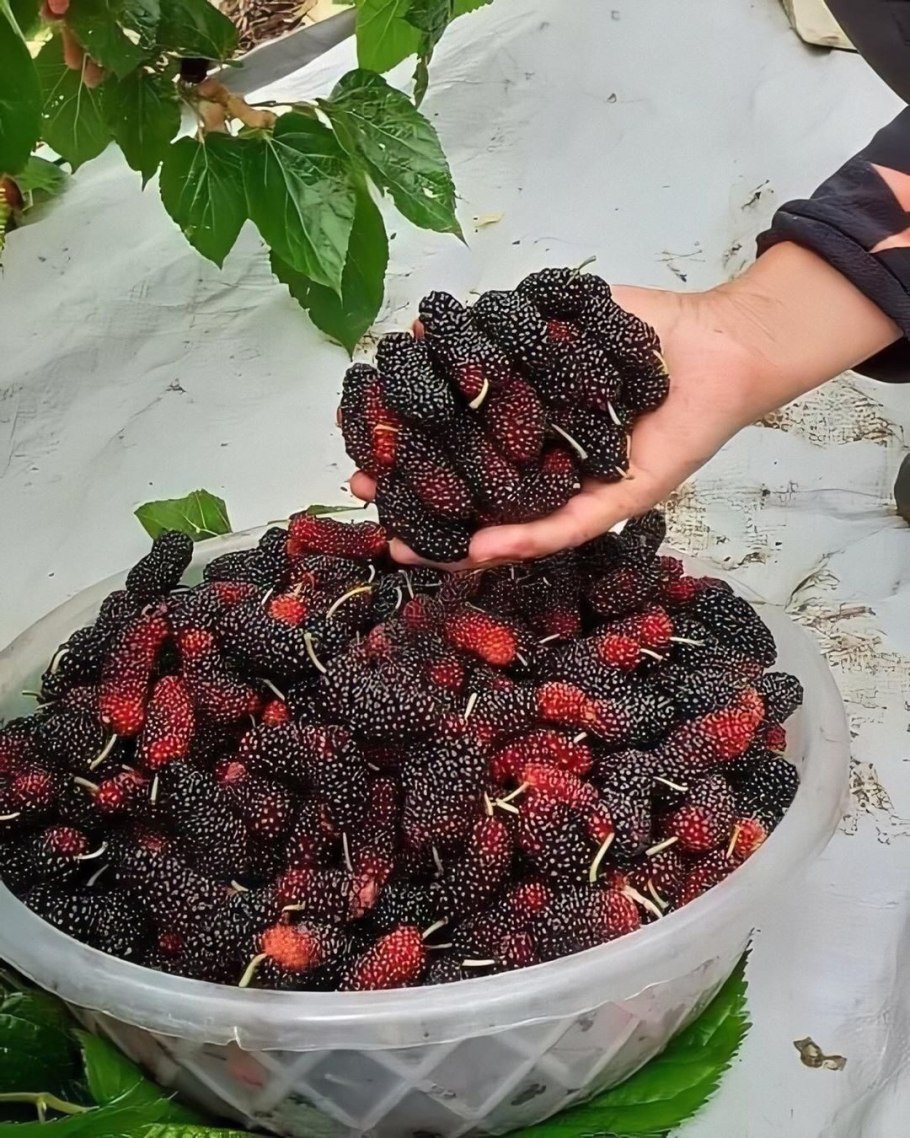 Тут фрукт армянский