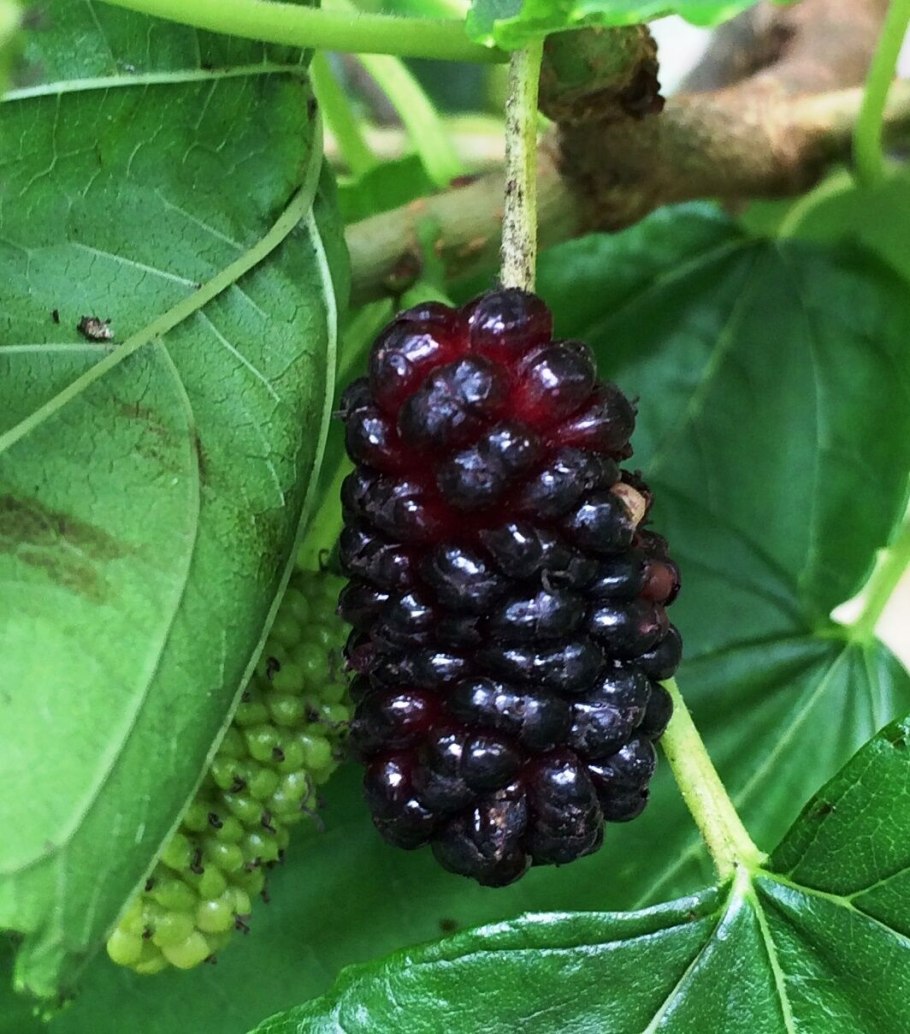 Тутовник шелковица дерево