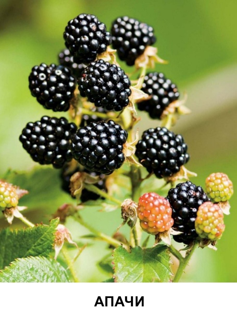 Ежевика Карака Блэк
