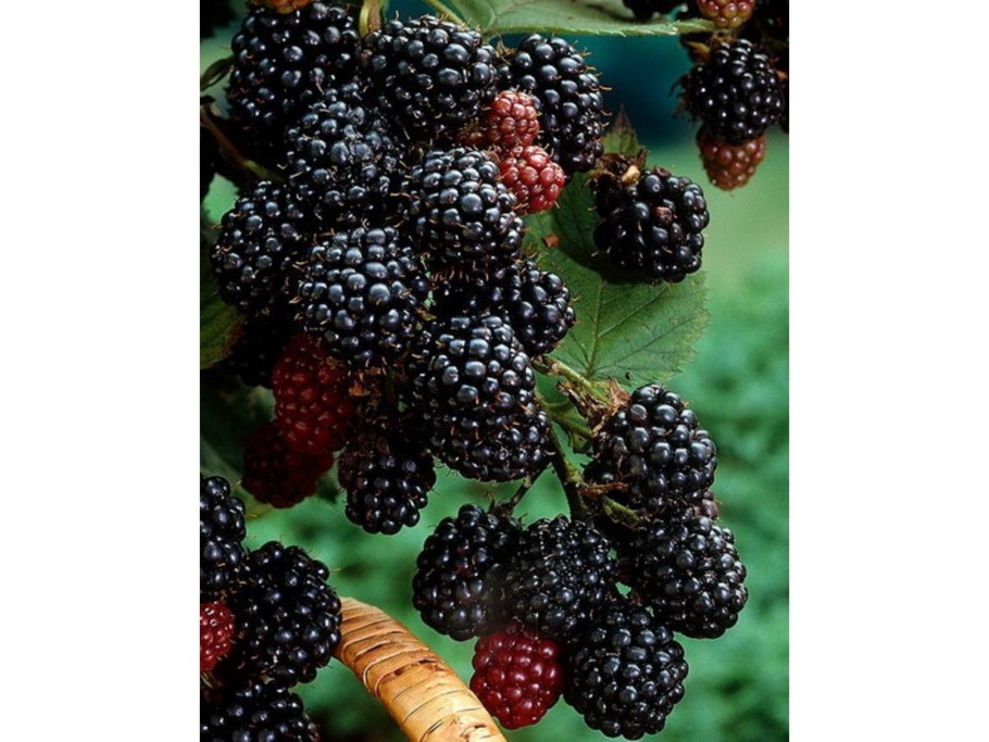 Ежевика трипл краун