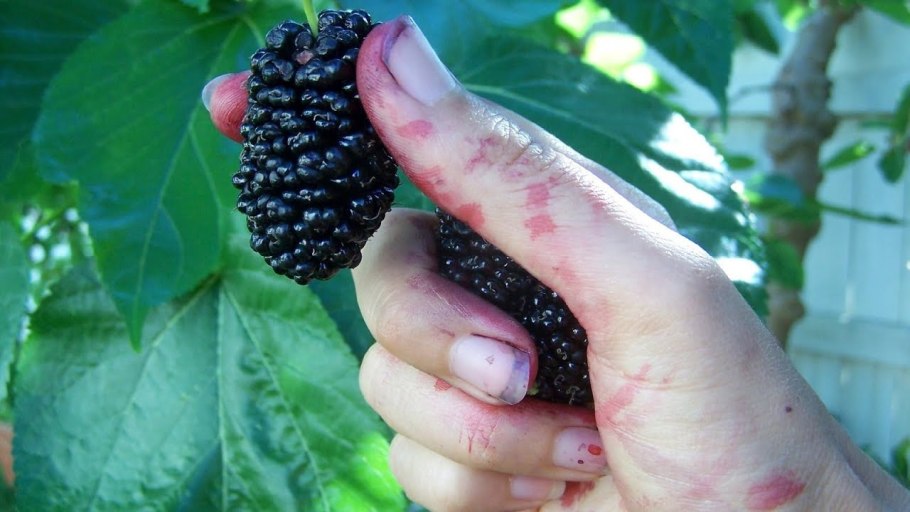 Шелковица черная баронесса