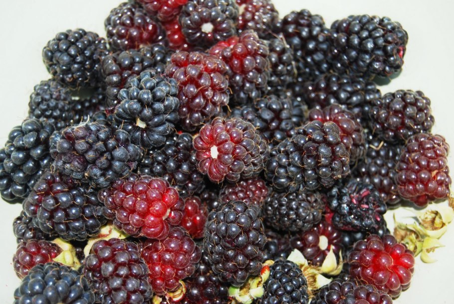 Ежевика тутовник шелковица