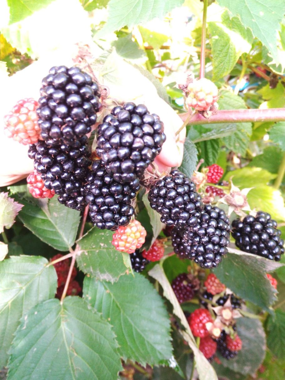 Саженцы ежевика трипл краун