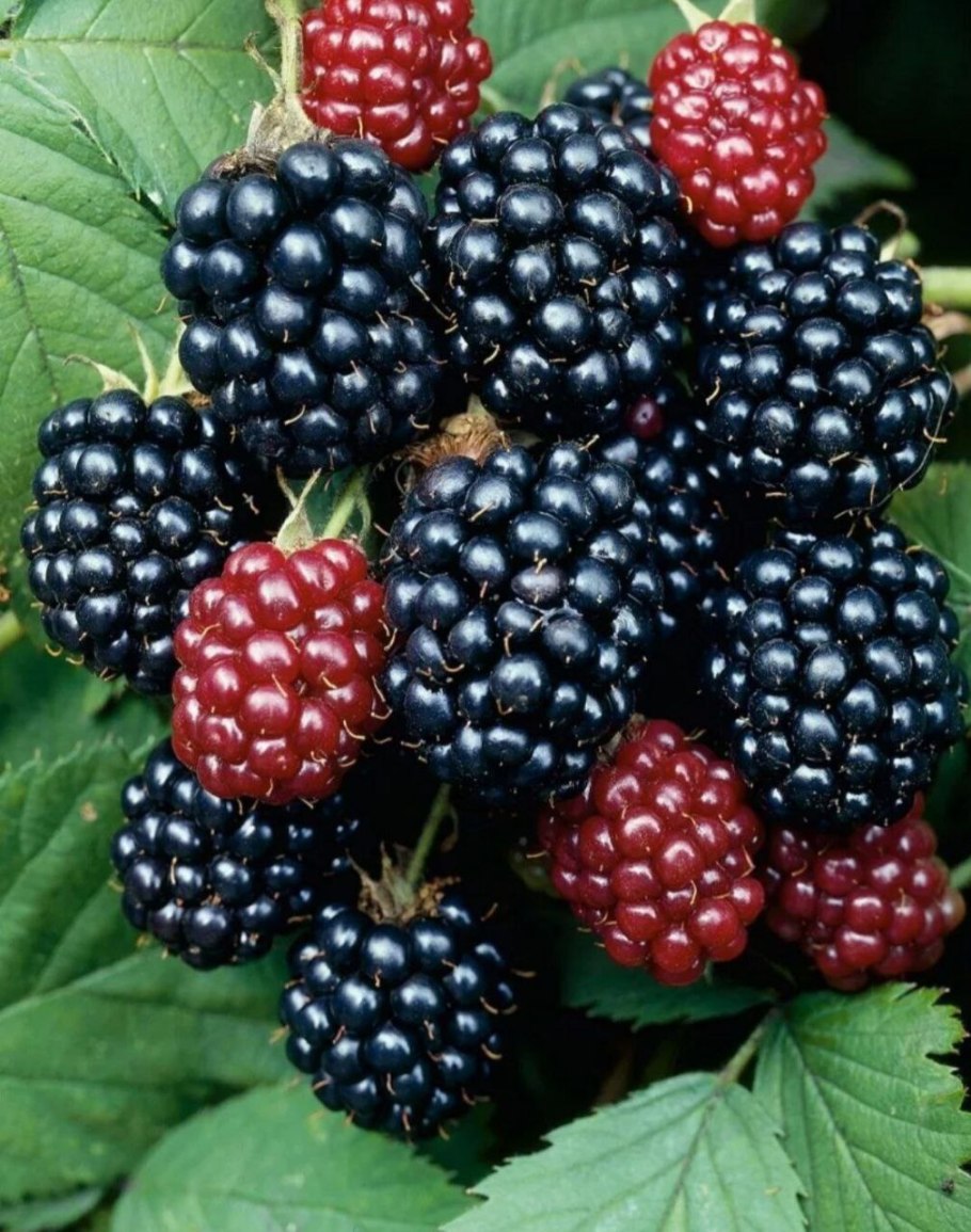 Куманика ягода Карелии