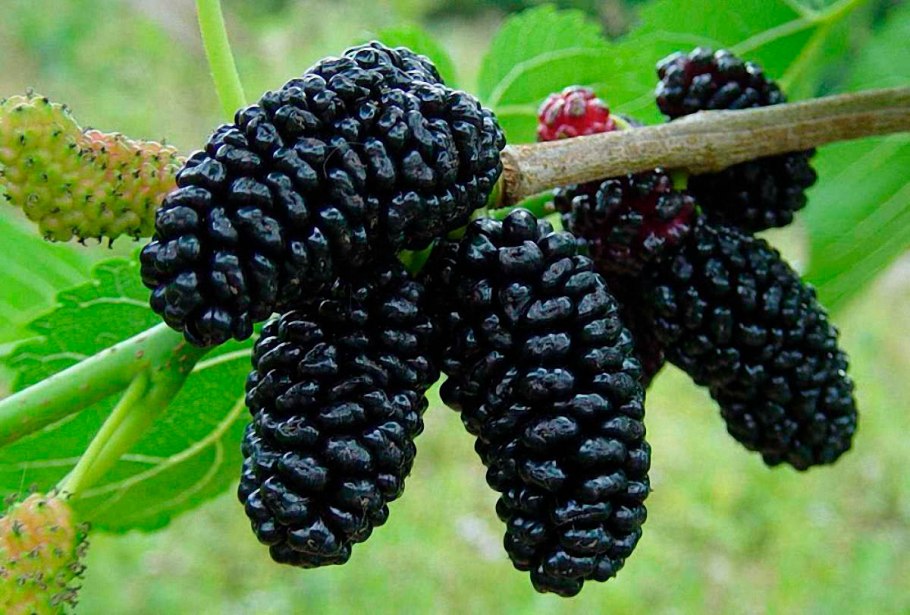 Бойзенова ягода