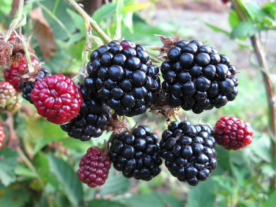 Ежемалина (ежевика) логанберри
