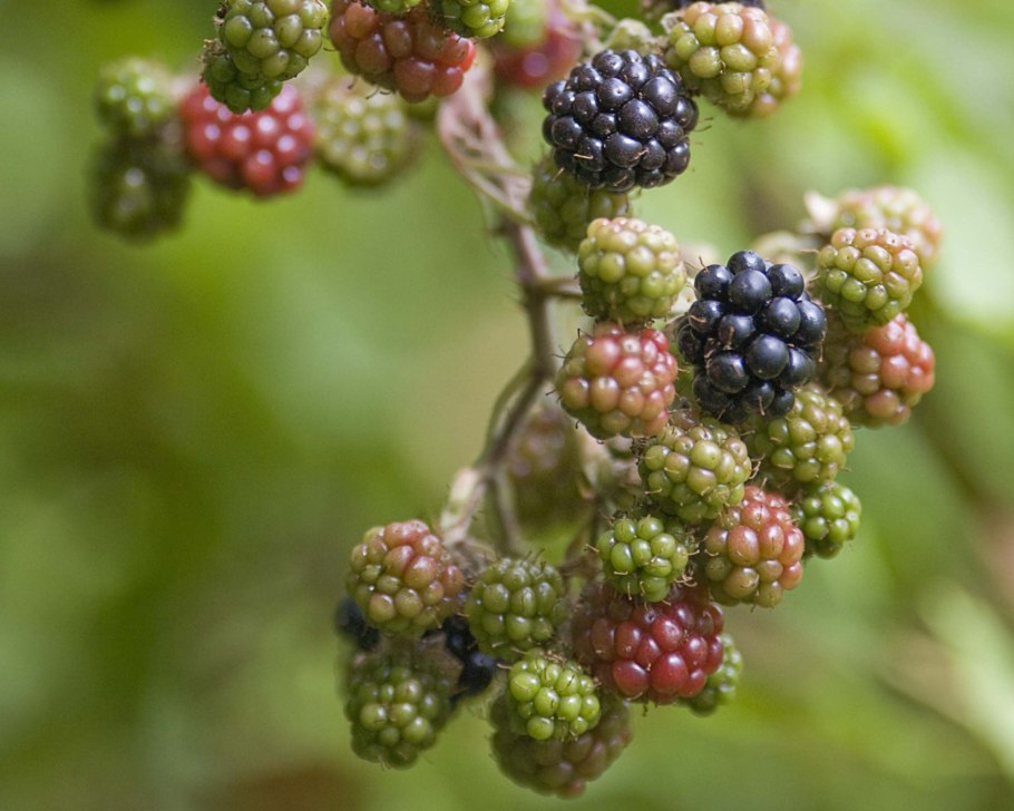 Ежемалина Блэк Джевел