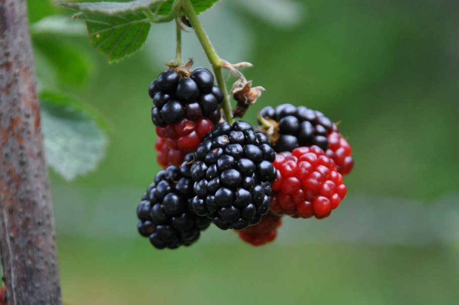 Оса ест ежевику