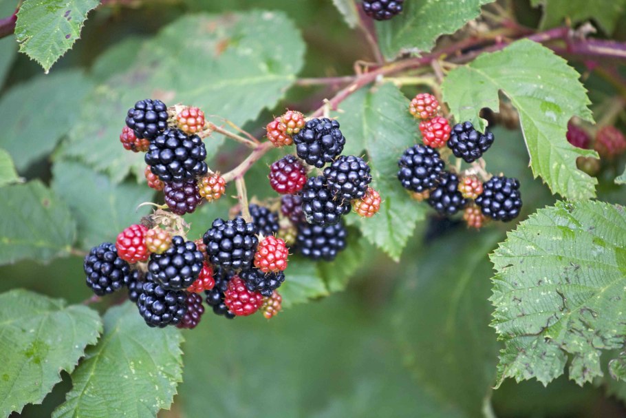 Ежевика Гималайя