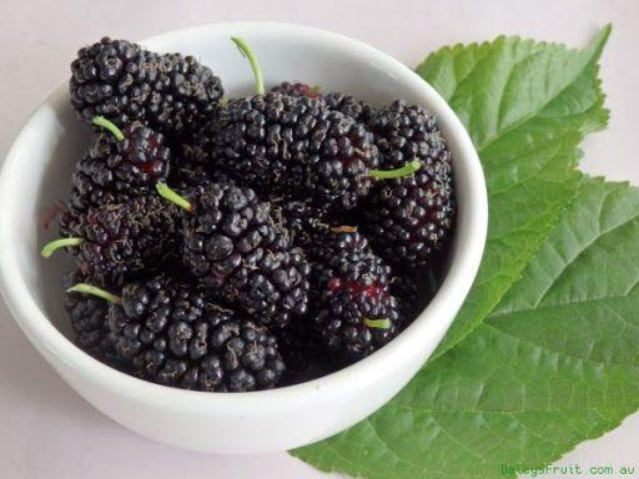 Тутовник шелковица