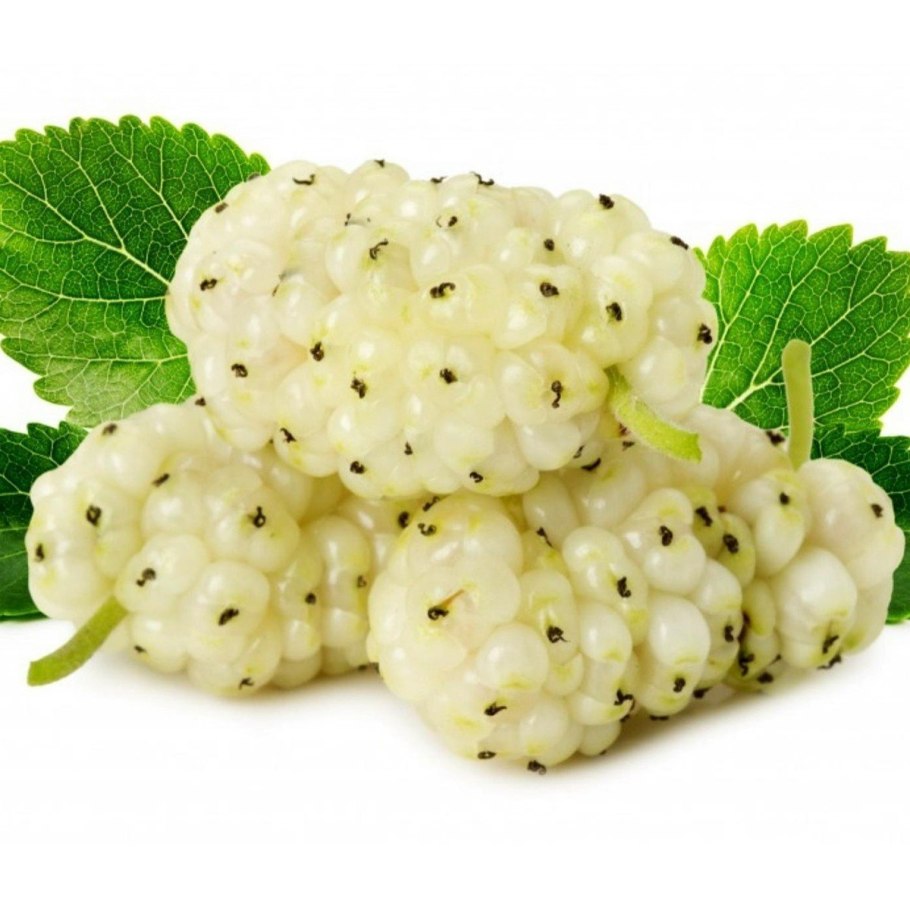 Mulberry шелковица