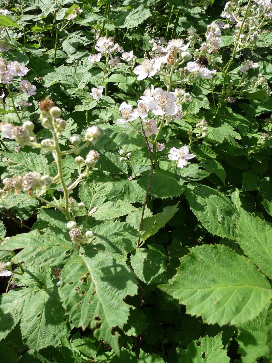 Ежевика красная Дикая