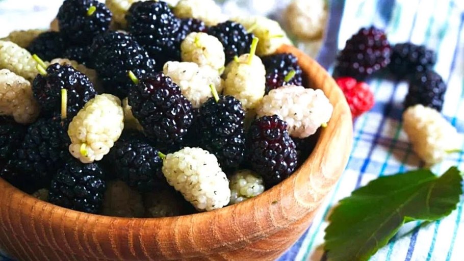 Шелковица тутовник