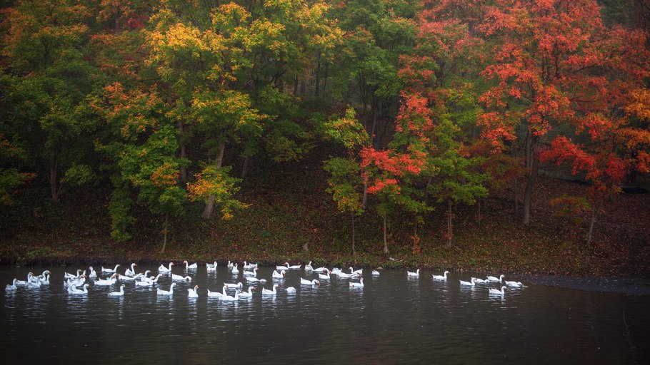 Лебединый пруд елагин остров