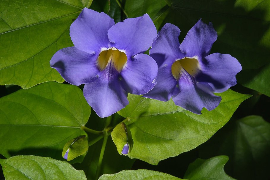 Thunbergia laurifolia