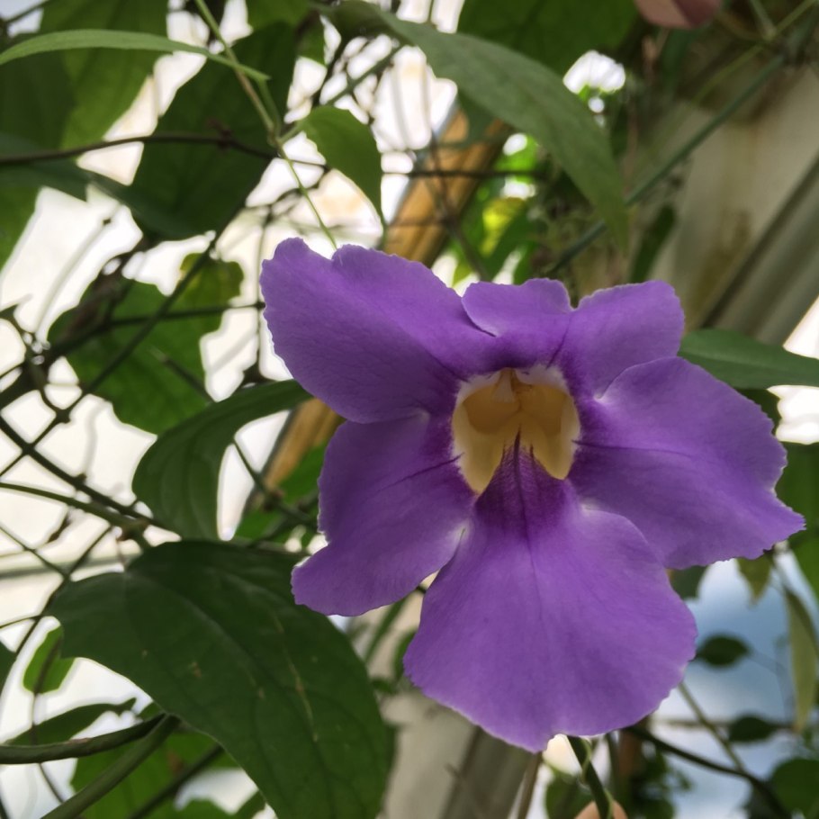 Тунбергия лавролистная