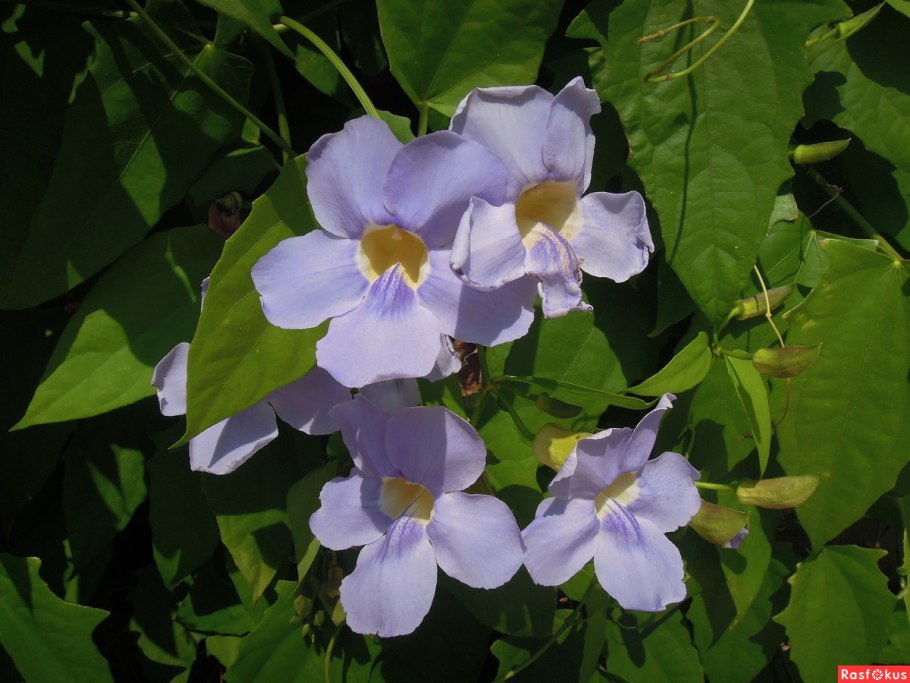 Thunbergia grandiflora