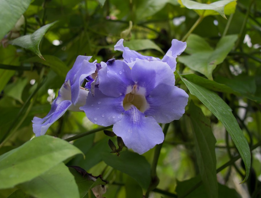 Тунбергия голубая