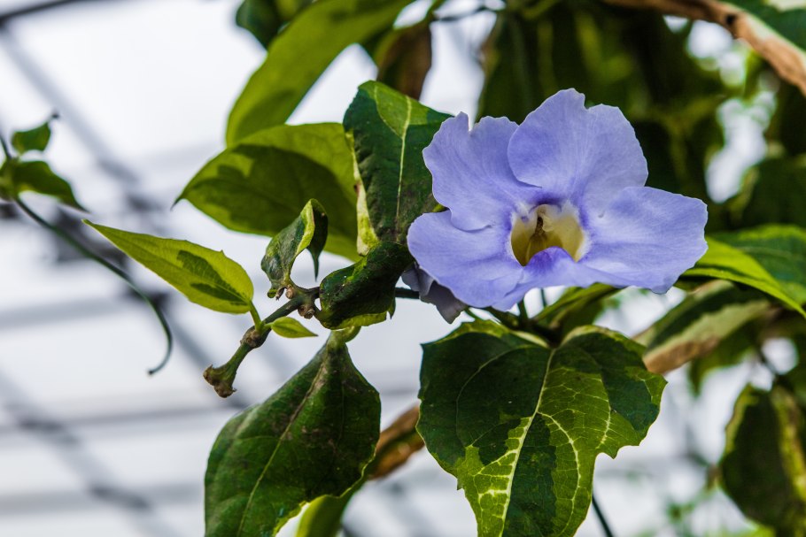 Цветок тунбергия