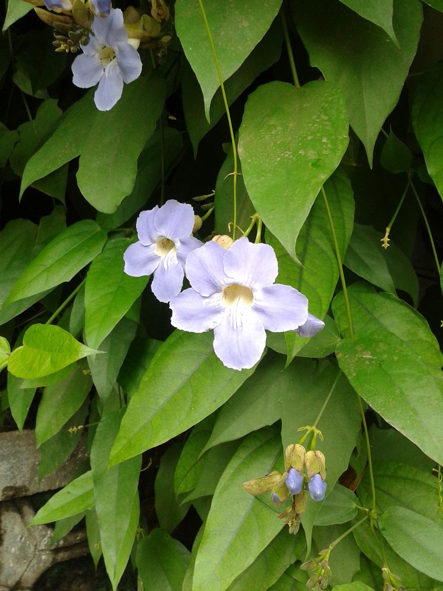 Тунбергия Баттискомба