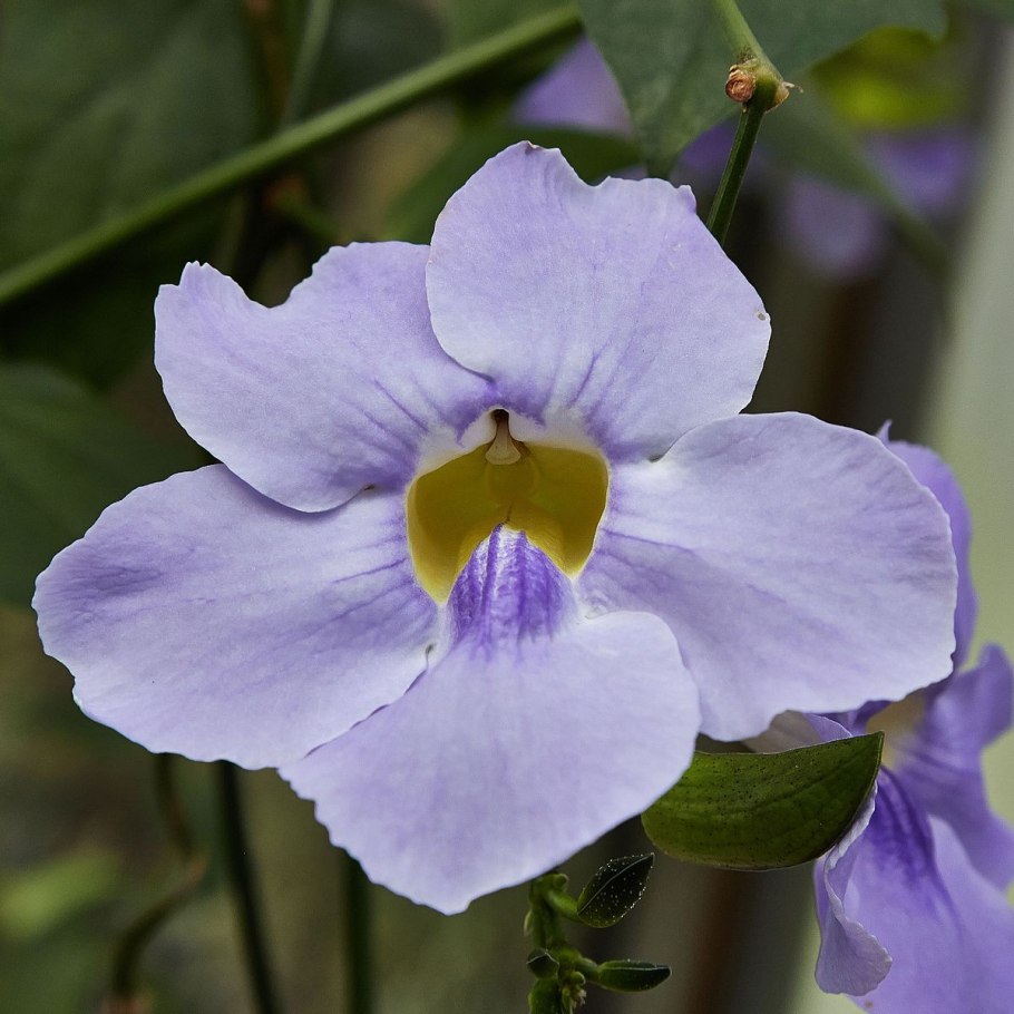 Тунбергия фиолетовая