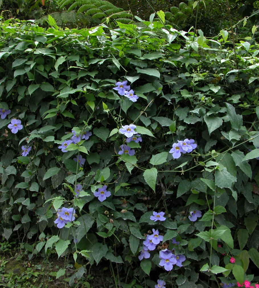 Thunbergia laurifolia