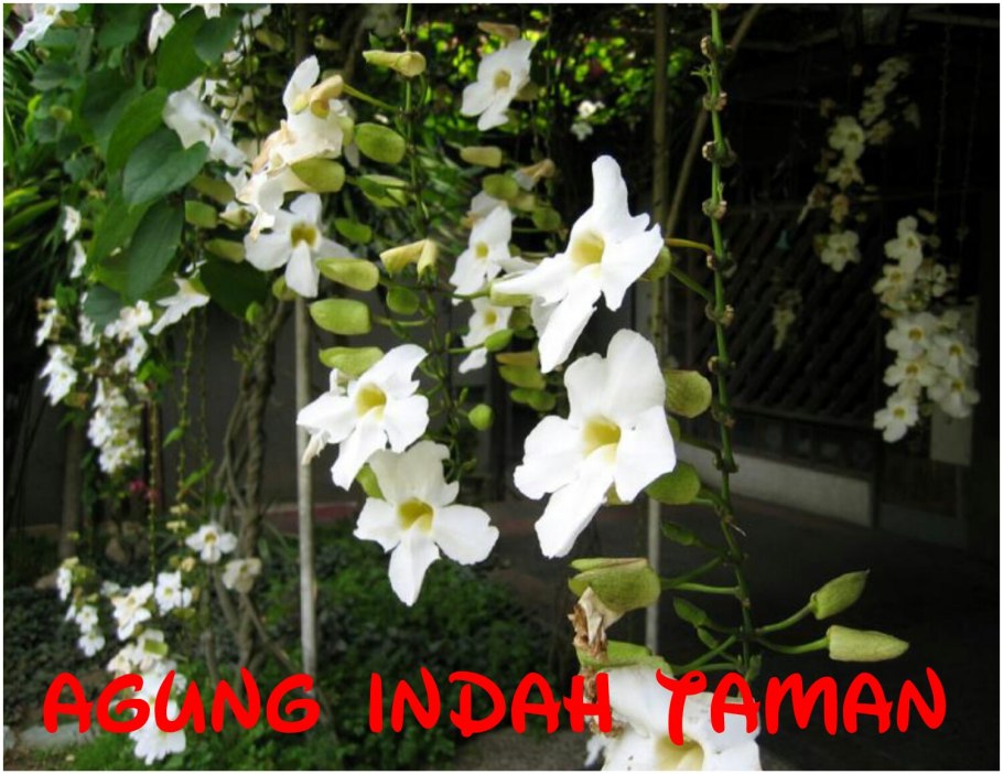 Лиана тунбергия грандифлора