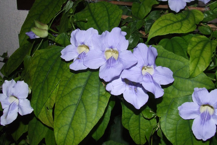 Цветок тунбергия