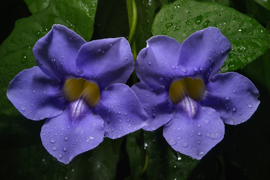 Тунбергия лиана