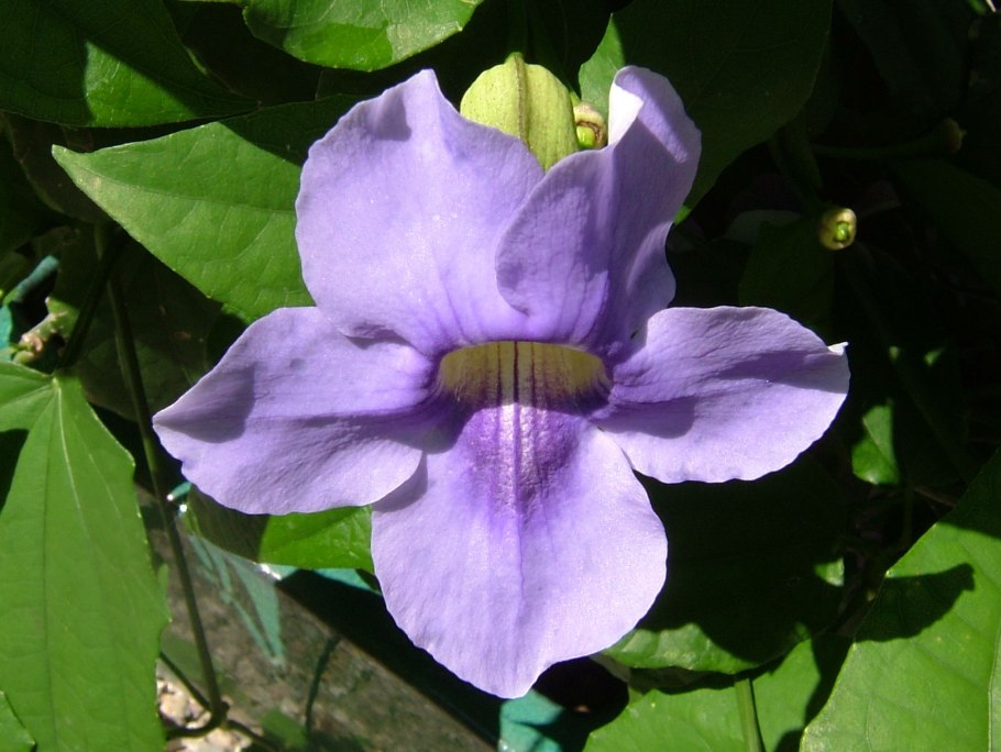 Тунбергия грандифлора вариегатная