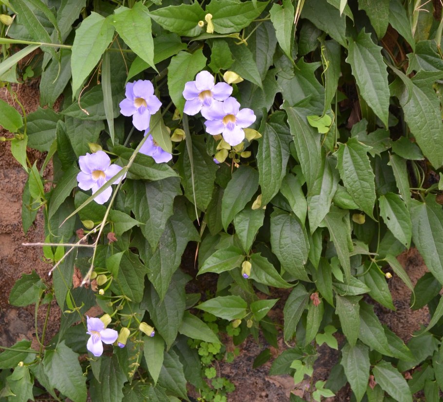 Thunbergia erecta
