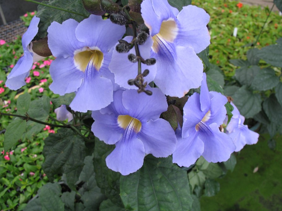 Thunbergia grandiflora