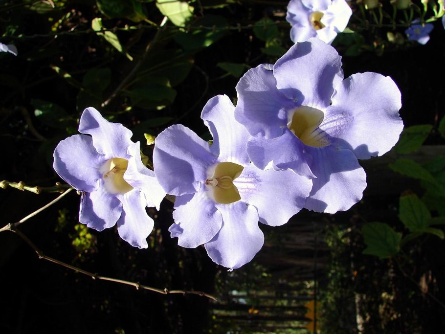 Тунбергия цветок