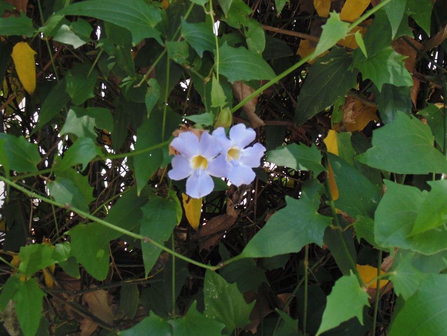 Thunbergia erecta