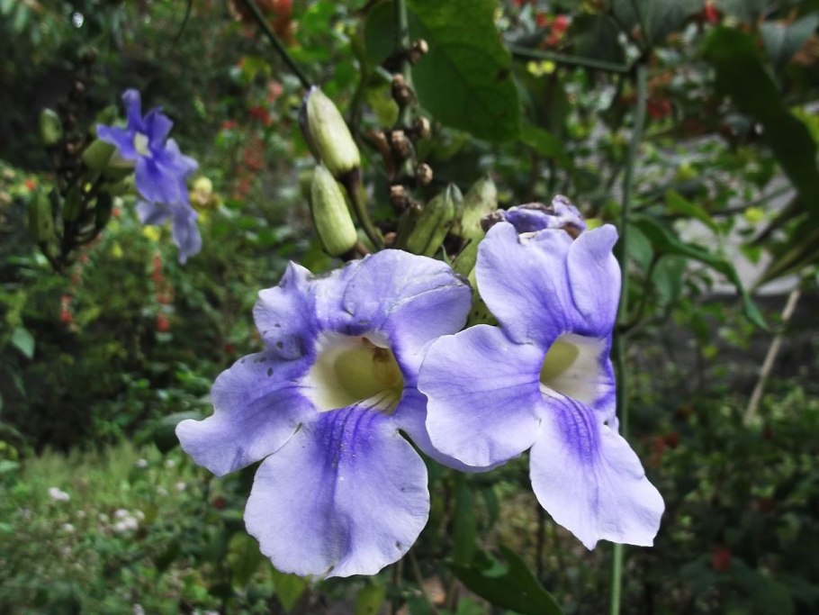 Thunbergia erecta